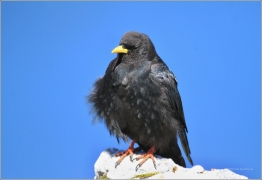 <p>KAVČE ŽLUTOZOBÉ (Pyrrhocorax graculus) /Alpine chough - Alpendohle/</p>